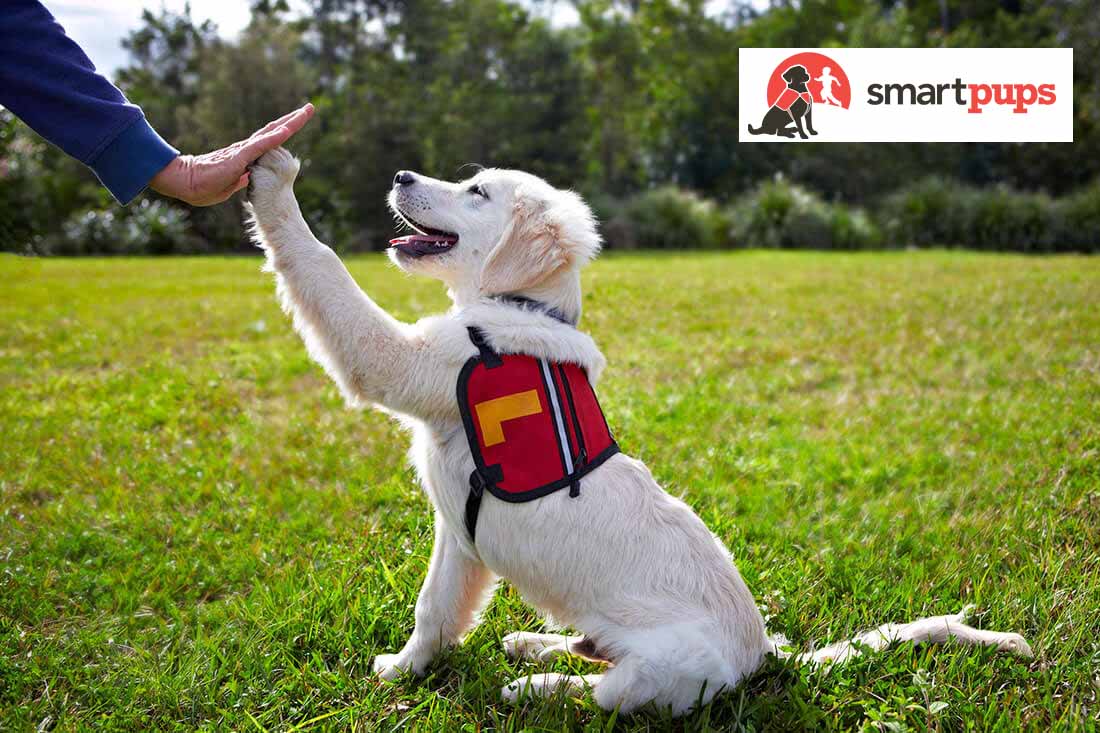 CMBM - Clean Maintain Build Manage - Smart Pups - 02